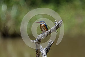 common kingfisher is a small, brightly colored bird with a short tail, a large head, and a long, dagger-like bill.