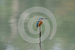Common Kingfisher on Stick in Water photo