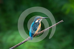 Common Kingfisher on sunset