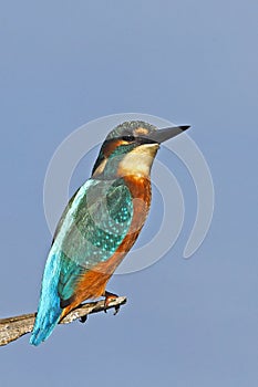 Common kingfisher watch