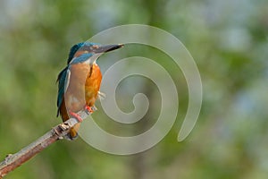 Common Kingfisher & x28;Alcedo athis& x29; photo