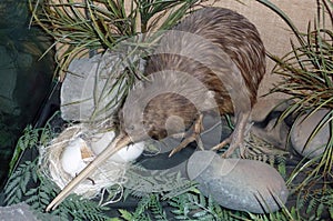 Common Kiwi