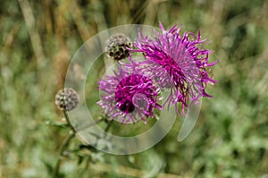 Common Knapweed wildflower photo