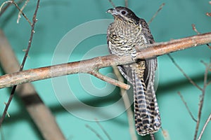 Common koel