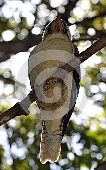 Common Kookaburra underside view