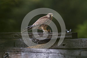 Common krestel (Falco tinnunculus)