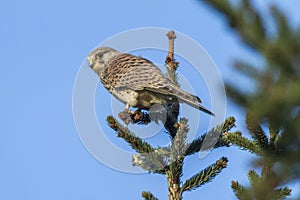 Common krestel Falco tinnunculus