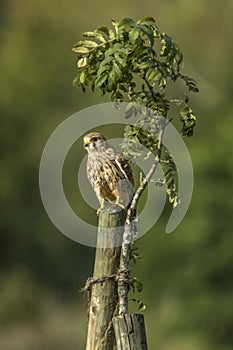 Common krestel Falco tinnunculus