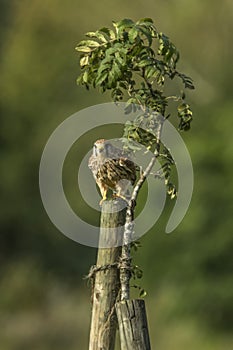 Common krestel Falco tinnunculus