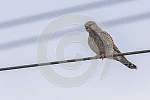 Common krestel Falco tinnunculus