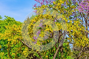 Common Laburnum Flowers