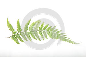 Common lady-fern / Athyrium filix-femina leafs on a white isolated background photo