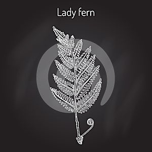 Common lady-fern athyrium filix-femina , medicinal plant photo