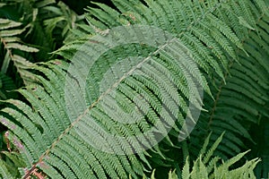 Common Lady Fern single leaf