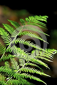 Common Lady Fern   50247 photo