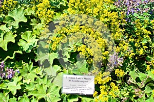 Common Lady's Mantle photo