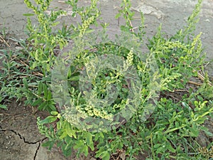 COMMON LAMBSQUARTERS