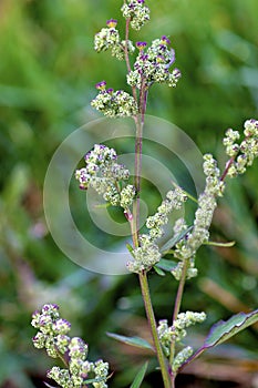 Common Lambsquarters   603057