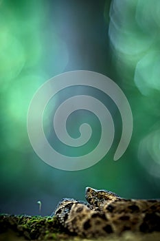 Common lancehead, Bothrops atrox, in its natural environment, tropical forest, snake close-up from Trinidad and Tobago