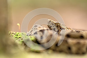 Common lancehead, Bothrops atrox, in its natural environment, tropical forest, snake close-up from Trinidad and Tobago