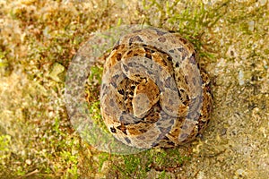 Common Lancehead, Bothrops atrox, in the tropical forest. Poison animal in the dark jungle. Detail of rare snake from Trinidad. Da