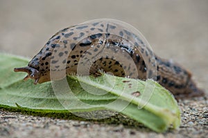 Common Land Slug