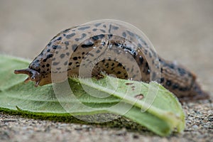 Common Land Slug photo