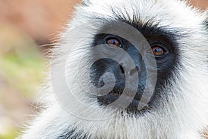 Common Langur Closeup Portrait