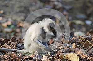 Common Langur, Presbytis entellus, Nagzira Wild Life Sanctuary, Bhandara, Near Nagpur, Maharashtra photo