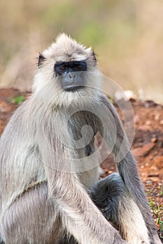 Common Langur Relaxing