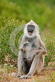 Common Langur, Semnopithecus entellus, monkey with fruit in the mouth, nature habitat, Sri Lanka