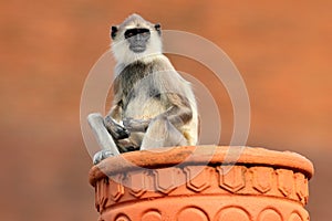 Common Langur, Semnopithecus entellus, monkey on the orange brick building, nature habitat, Sri Lanka. Urban wildlife. Monkey with