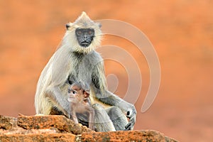 Common Langur, Semnopithecus entellus, monkey sitting in grass, nature habitat, Sri Lanka. Feeding scene with langur. Wildlife of