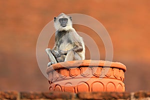 Common Langur, Semnopithecus entellus, monkey sitting in grass, nature habitat, Sri Lanka. Feeding scene with langur. Wildlife of