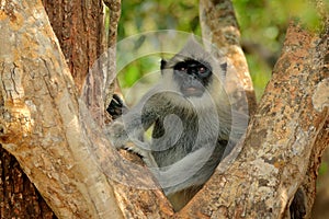 Common Langur, Semnopithecus entellus, monkey sitting in grass, nature habitat, Sri Lanka. Feeding scene with langur. Wildlife of