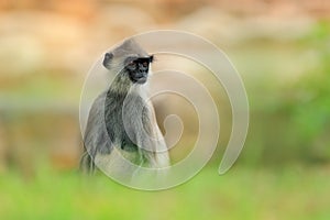 Common Langur, Semnopithecus entellus, monkey sitting in grass, nature habitat, Sri Lanka. Feeding scene with langur. Wildlife of