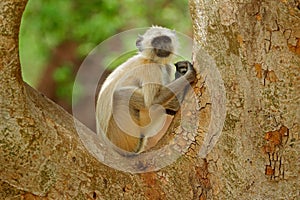 Common Langur, Semnopithecus entellus, portrait of monkey, nature habitat, Sri Lanka. Feeding scene with langur. Wildlife of India