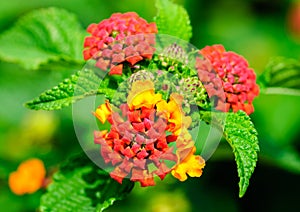 Common lantana, Lantana Camara