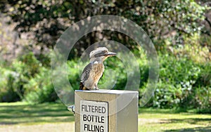 Common or Laughing Kookaburra sitting on a drinking water fountain