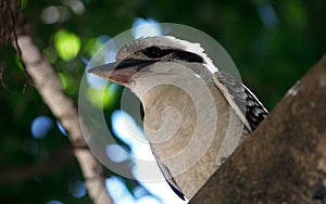 Common or Laughing Kookaburra sitting in a tree