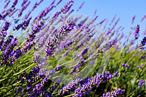 Common lavender