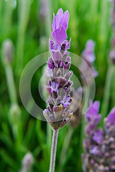 Common lavender flower Lavandula angustifolia