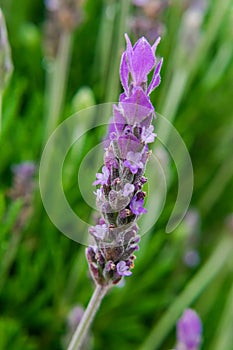 Common lavender flower Lavandula angustifolia