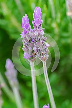 Common lavender flowers Lavandula angustifolia