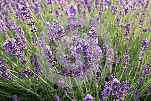 Common Lavender Lavandula angustifolia