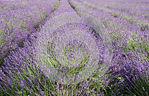 Common Lavender Lavandula angustifolia