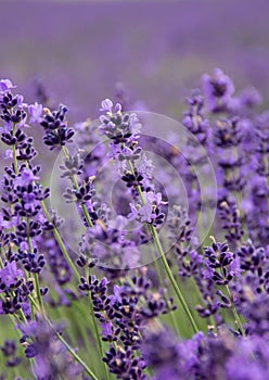 Common Lavender Lavandula angustifolia