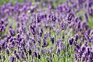 Common Lavender (Lavandula angustifolia)