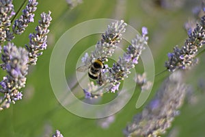 Common lavender (Lavandula angustifolia) with a bumblebee