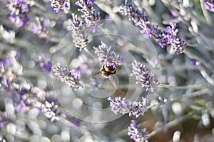 Common lavender (Lavandula angustifolia) with a bumblebee